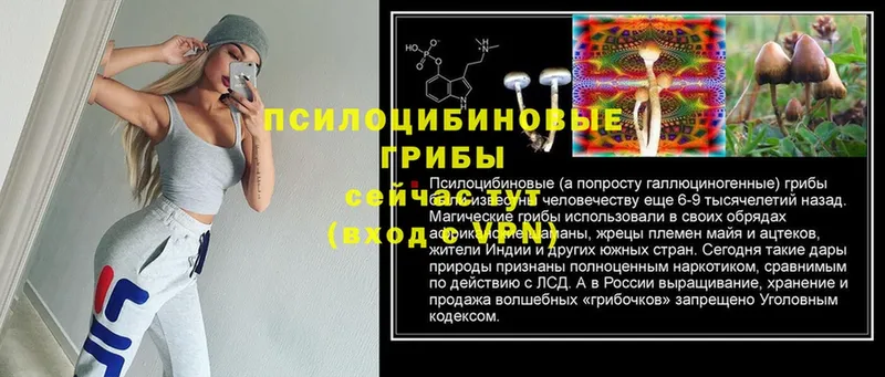 цены   omg ссылка  Псилоцибиновые грибы Psilocybine cubensis  Вытегра 