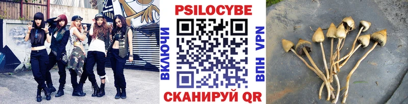 где продают наркотики  Вытегра  Псилоцибиновые грибы Psilocybe 